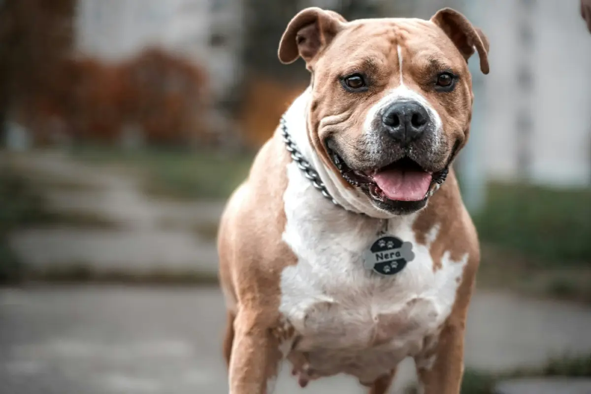 a brown and white dog standing on top of a sidewalk