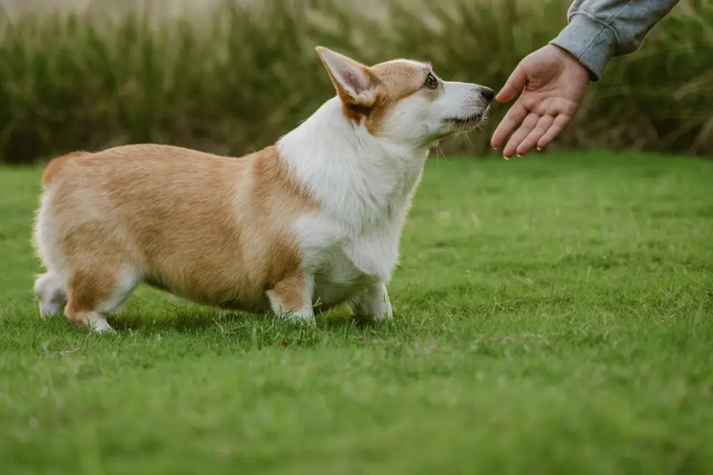 A corgi dog reaches for a human hand on grass.