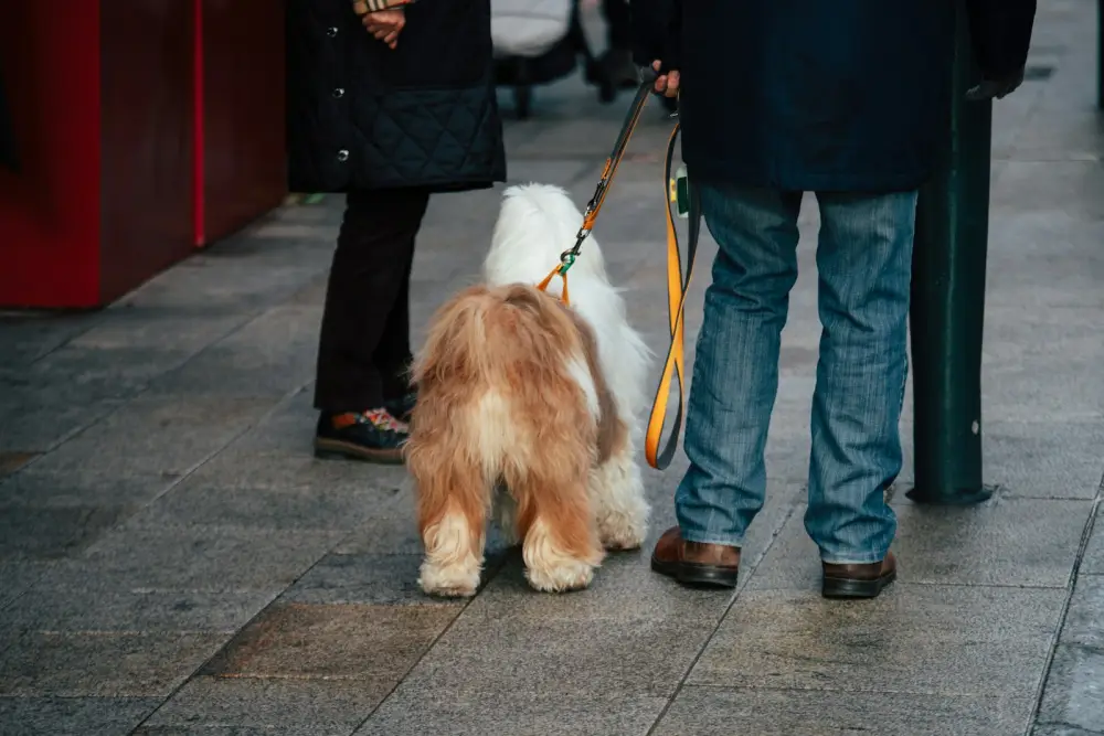 Two people with a fluffy dog on a leash