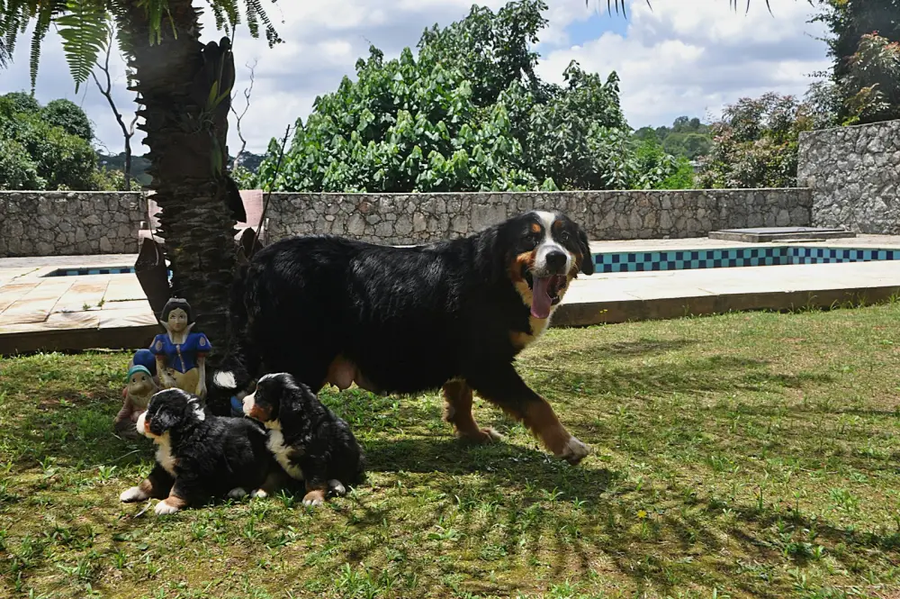 Bernese mountain dog with two puppies in a yard