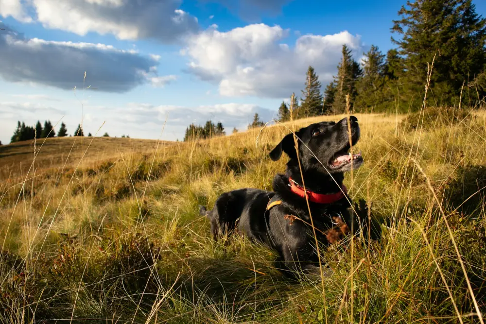 a black dog sitting in a grassy field