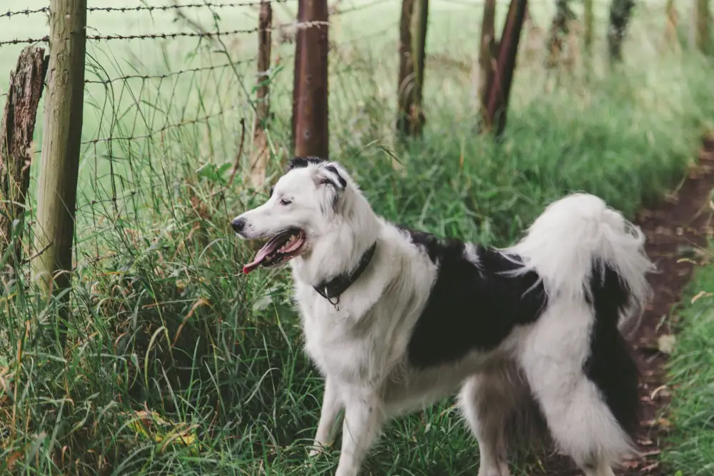 a black and white dog standing next to a fence