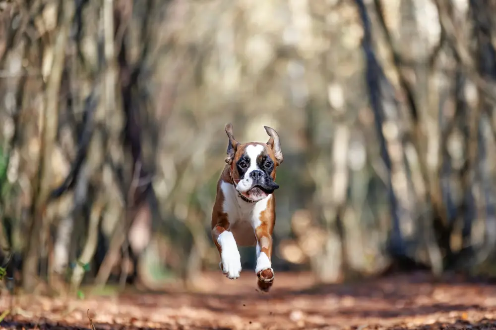 A boxer dog runs through a forest path