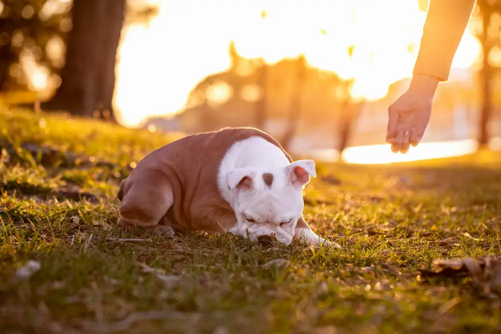 A puppy playing in the grass at sunset