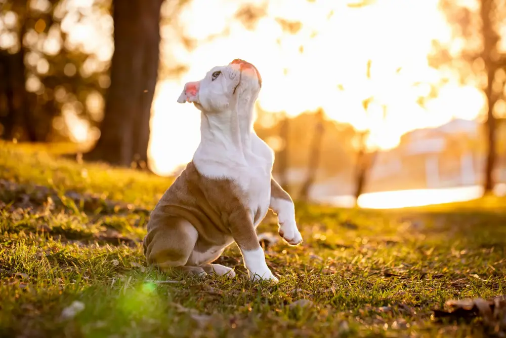 Puppy sitting in a grassy field at sunset.