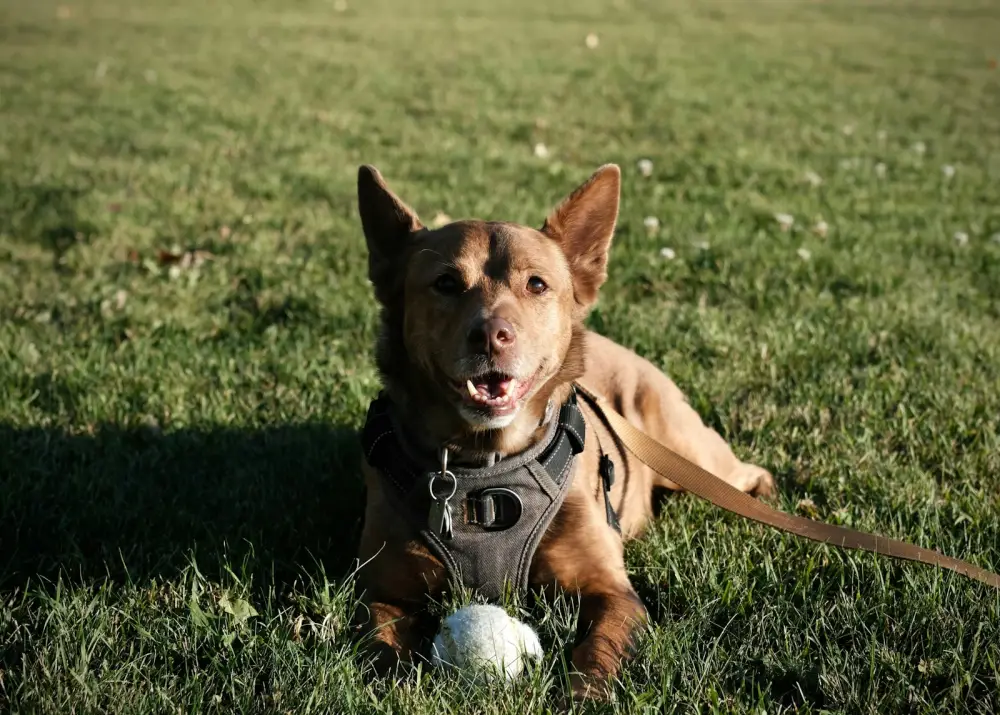 A brown dog with a ball lies on grass.