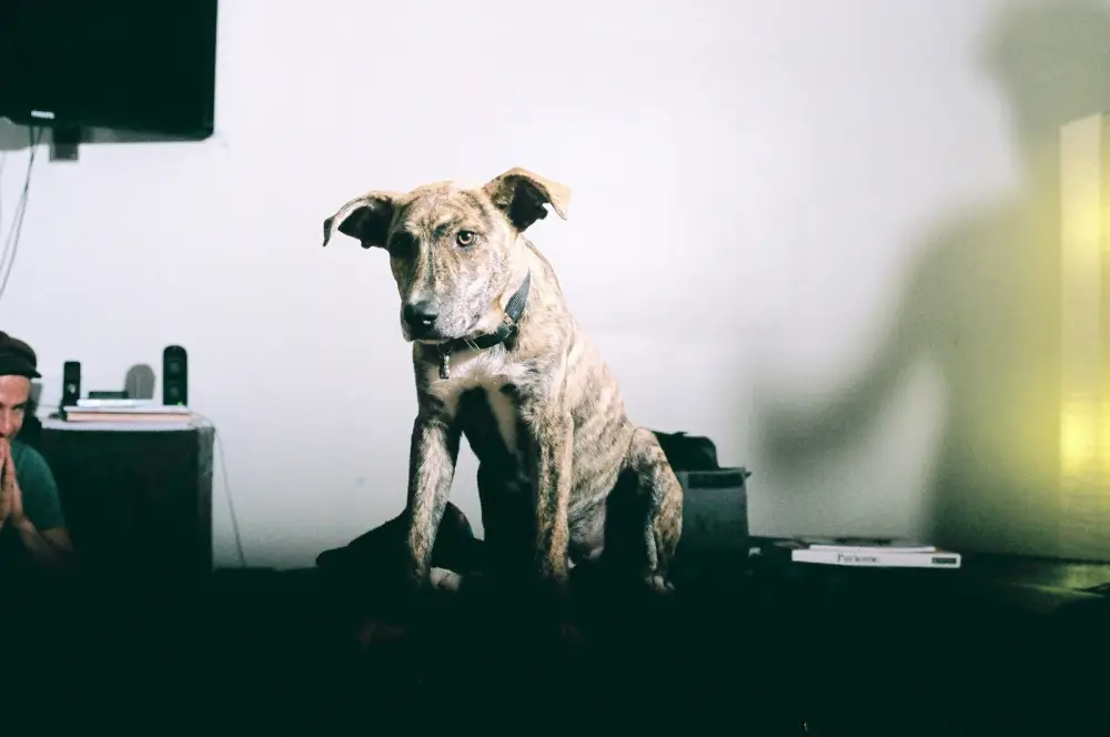 short-coated brindle dog
