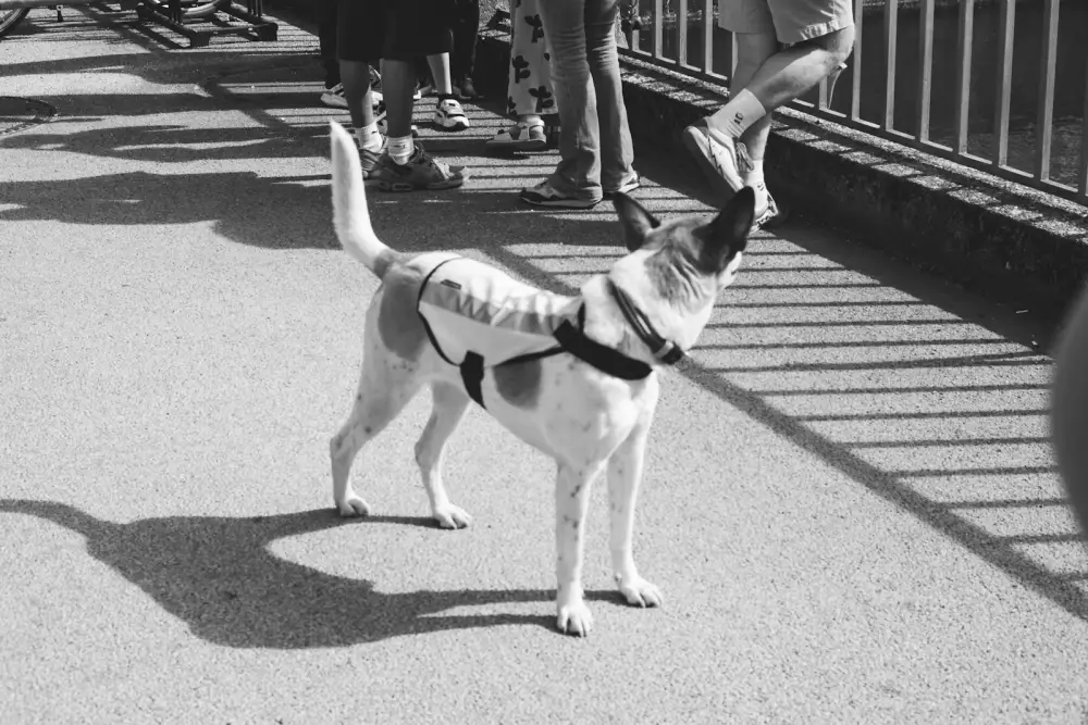 a black and white photo of a dog on a bridge