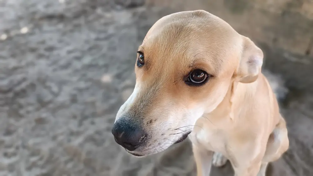 a close up of a dog looking at the camera