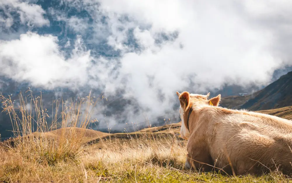 A cow lies in a grassy field with mountains behind.