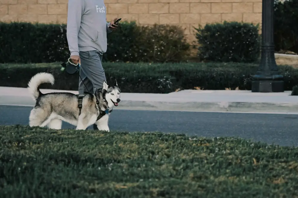 a man walking a husky dog down a street