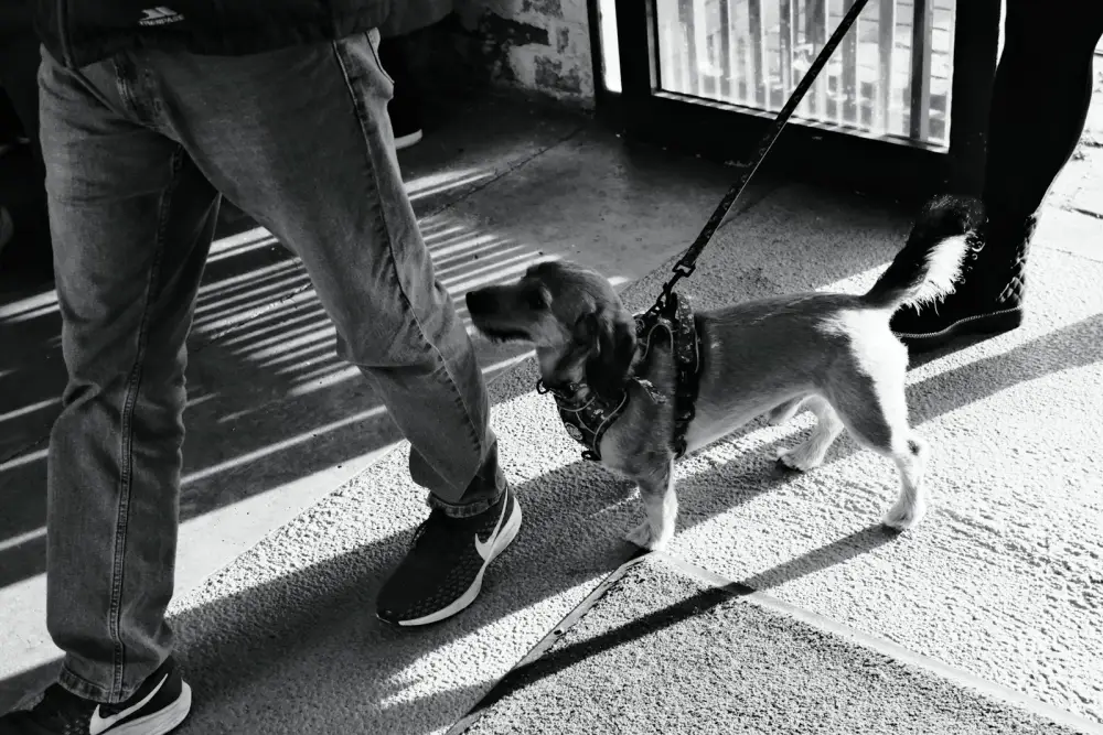 A dog on a leash with people walking.
