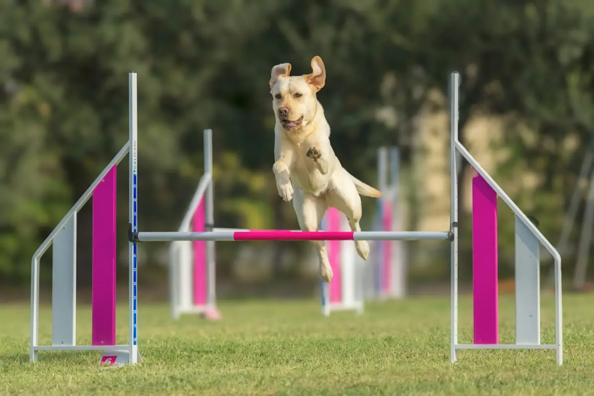 A dog catches an orange frisbee mid-air.
