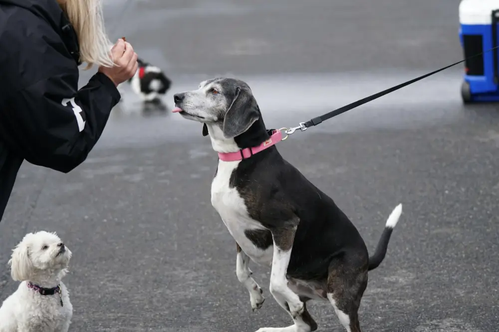 woman feed the dog at the street