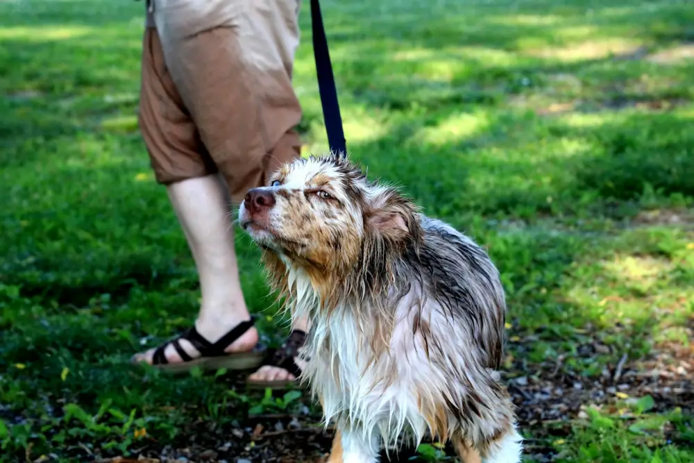 man in brown jacket holding white and brown long coated dog