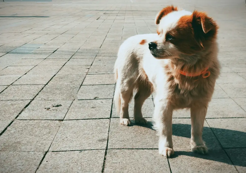 white and brown short coated small dog on gray concrete floor