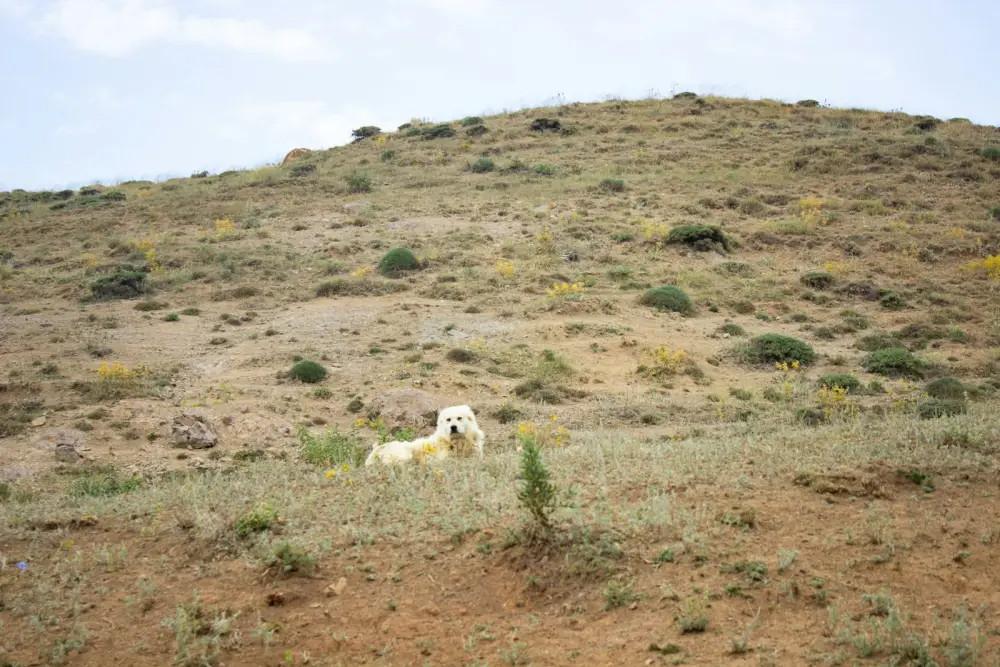 A white dog rests on a grassy hillside.