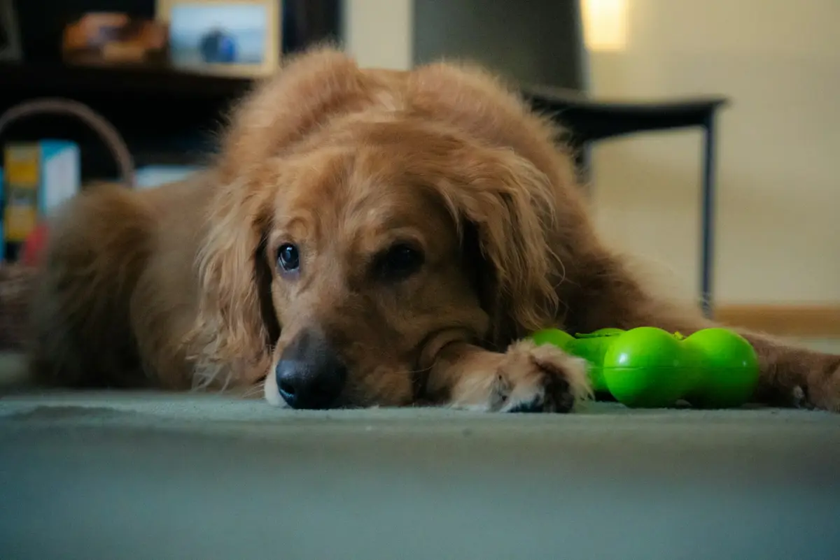 a dog laying on the floor with a toy in its mouth