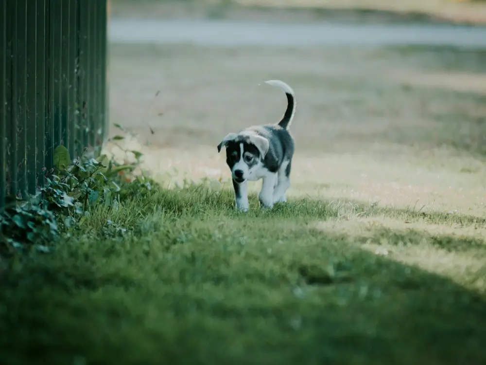 black and white short coated small sized dog on green grass field during daytime