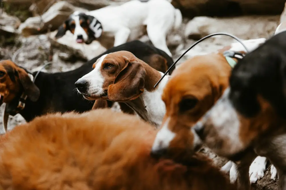 a group of dogs standing next to each other