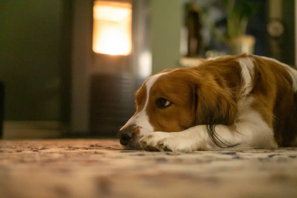 a brown and white dog laying on the floor