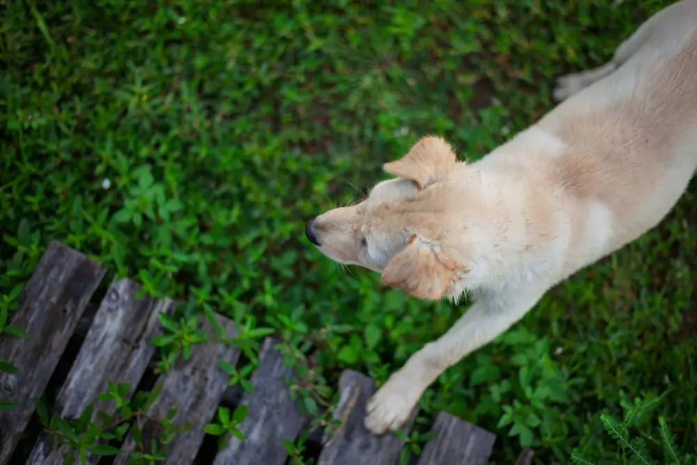 A light-colored dog stands on grass near a wooden fence.