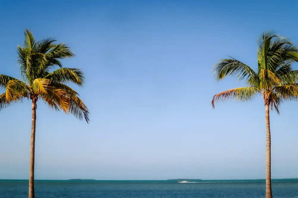 two palm trees on a beach with a boat in the distance