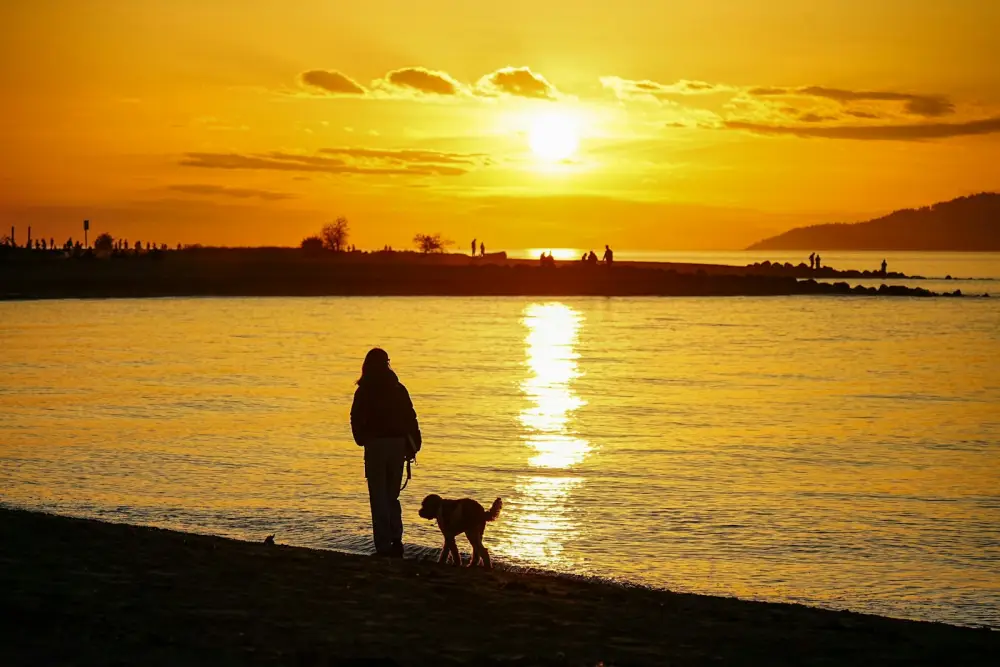 Person walking dog on beach at sunset