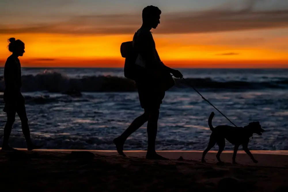 a man and a woman walking a dog on a beach