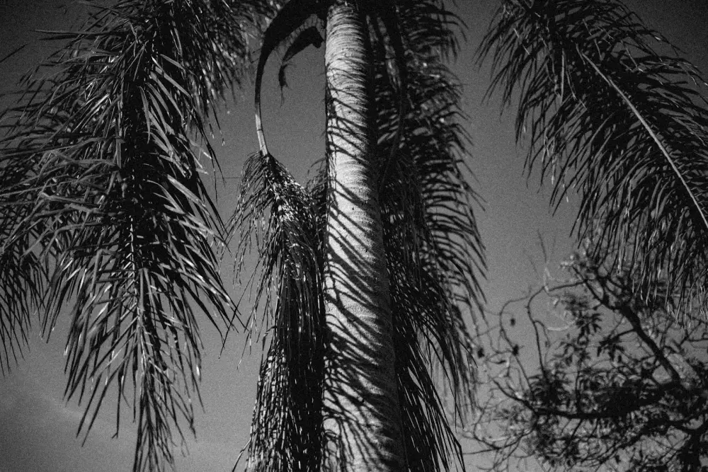 A black and white photo of a palm tree