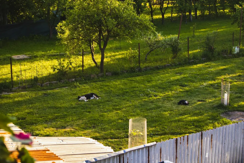 a couple of dogs laying on top of a lush green field