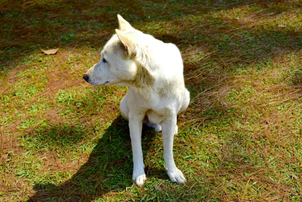 a white dog sitting on top of a lush green field