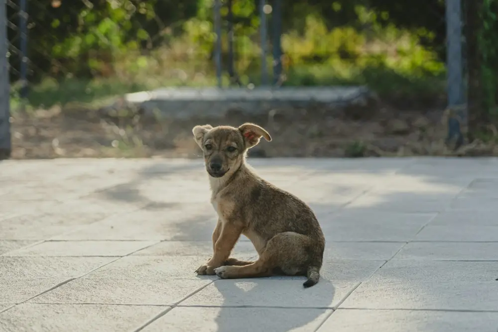 A brown dog sitting on top of a cement floor
