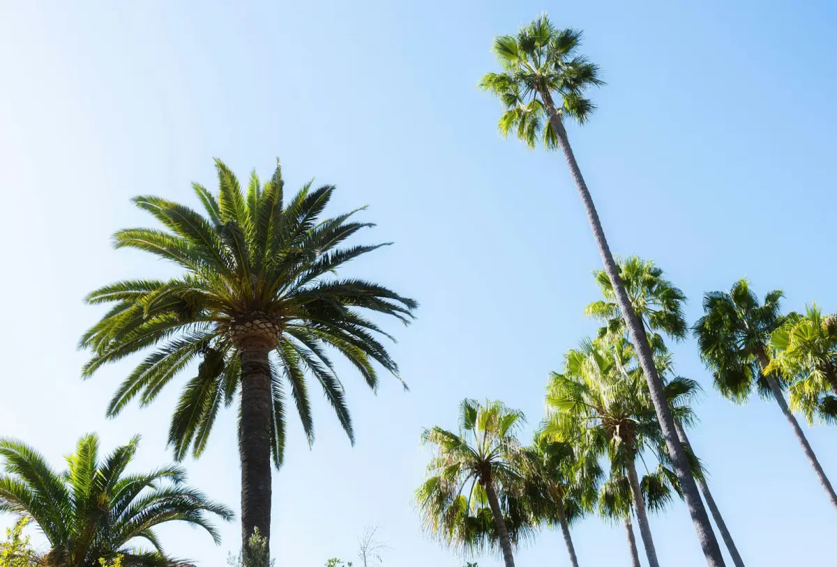 Tall palm trees against a clear blue sky