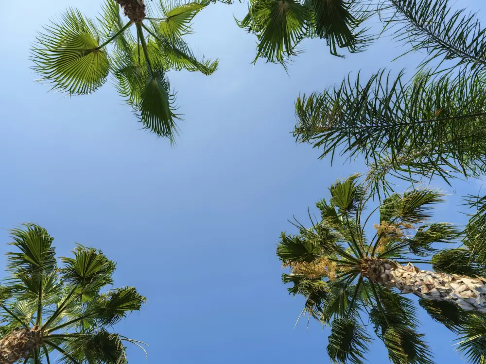 a group of palm trees with a blue sky in the background