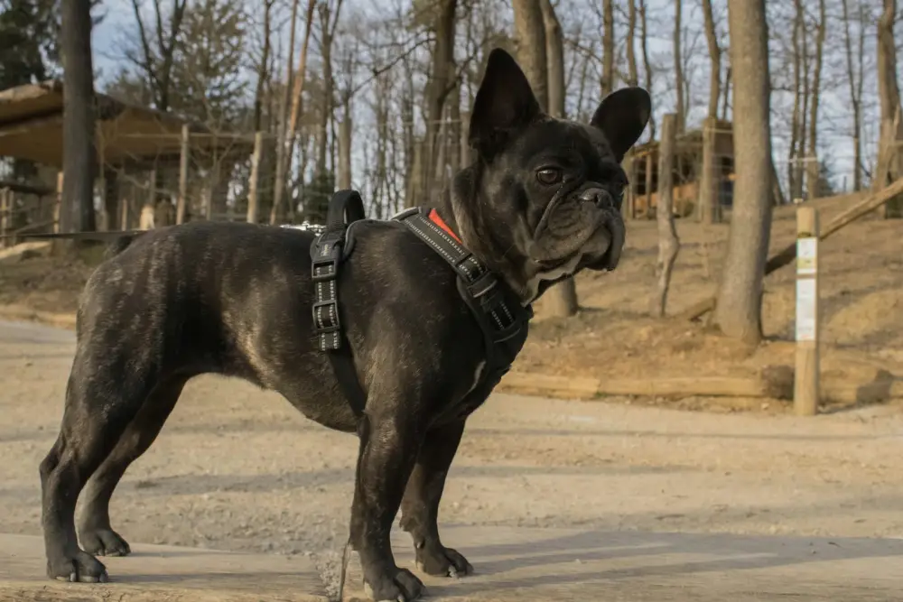 a small black dog standing on top of a dirt road