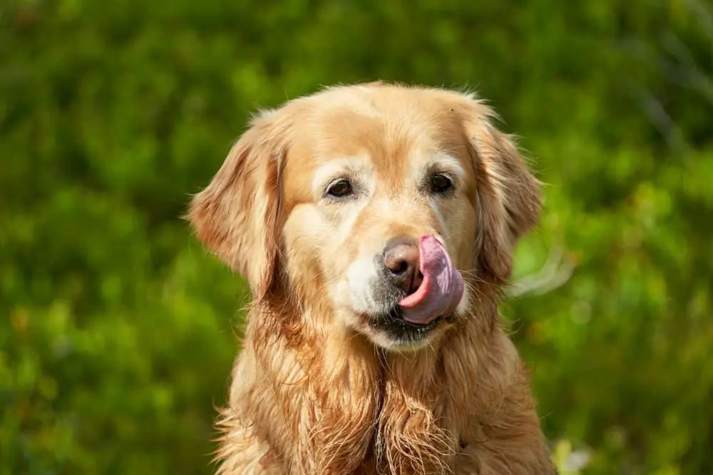 A golden retriever licks its nose.
