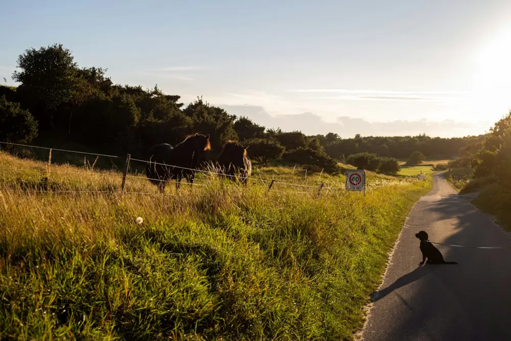 Dog sits on a road near horses in a field.