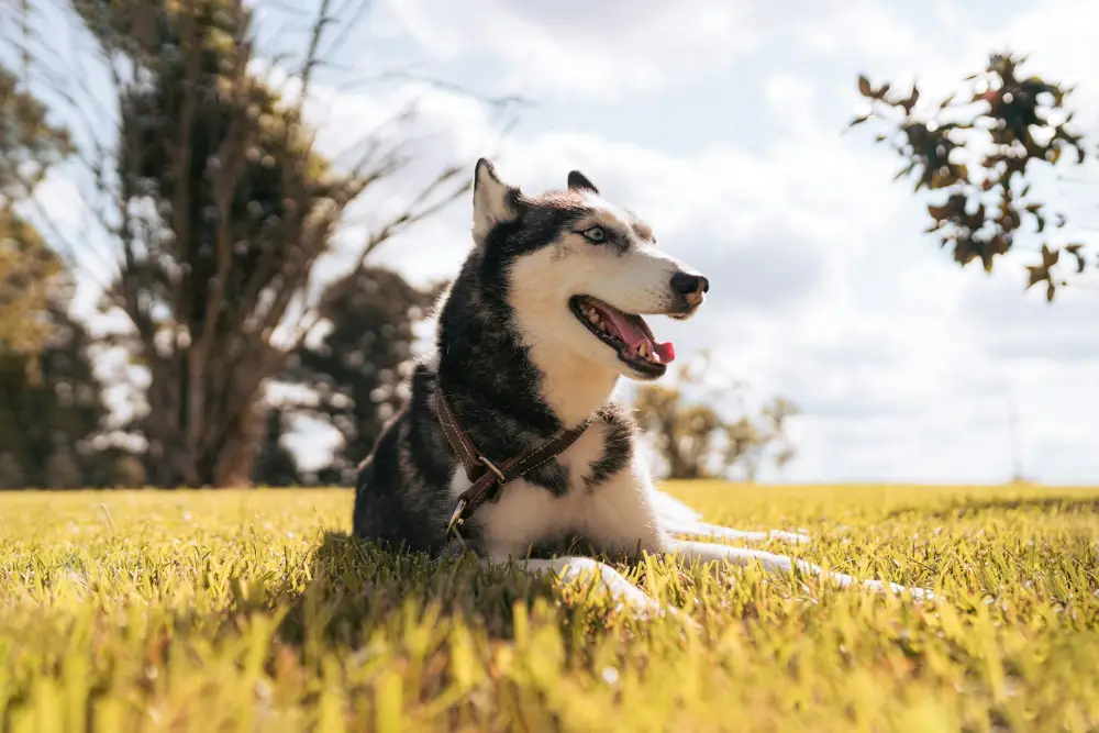 a black and white dog laying in the grass