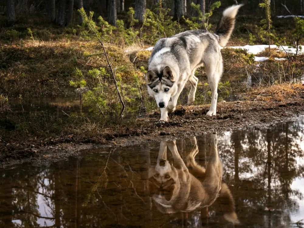 Husky dog drinks from a puddle in a forest.