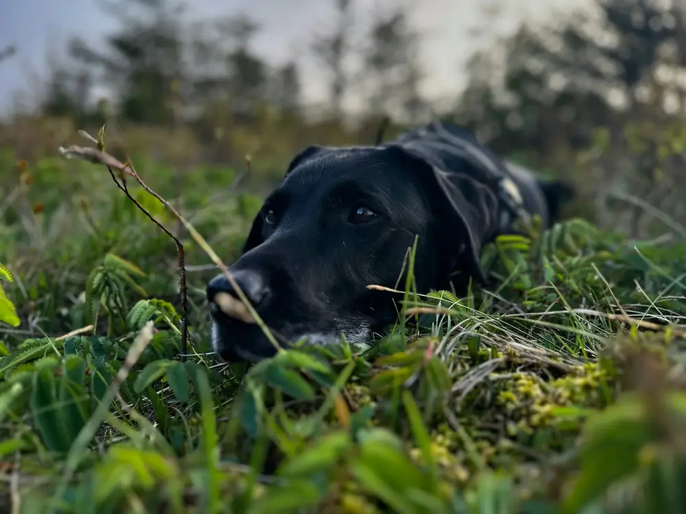 A black dog laying in a field of grass