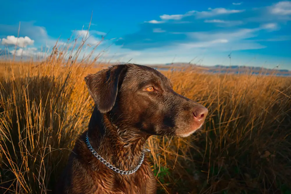brown Labrador retriever near brown field under blue and white skies