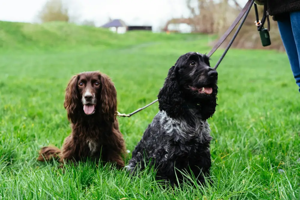 Two dogs sitting on grass with leashes.