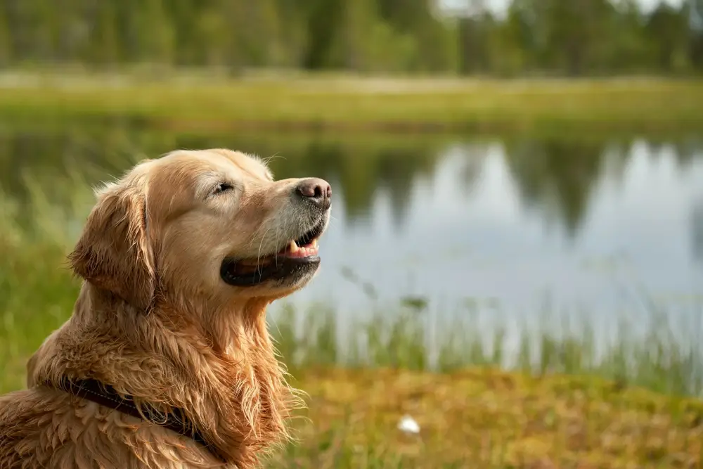 Golden retriever dog enjoys the scenic lake view.
