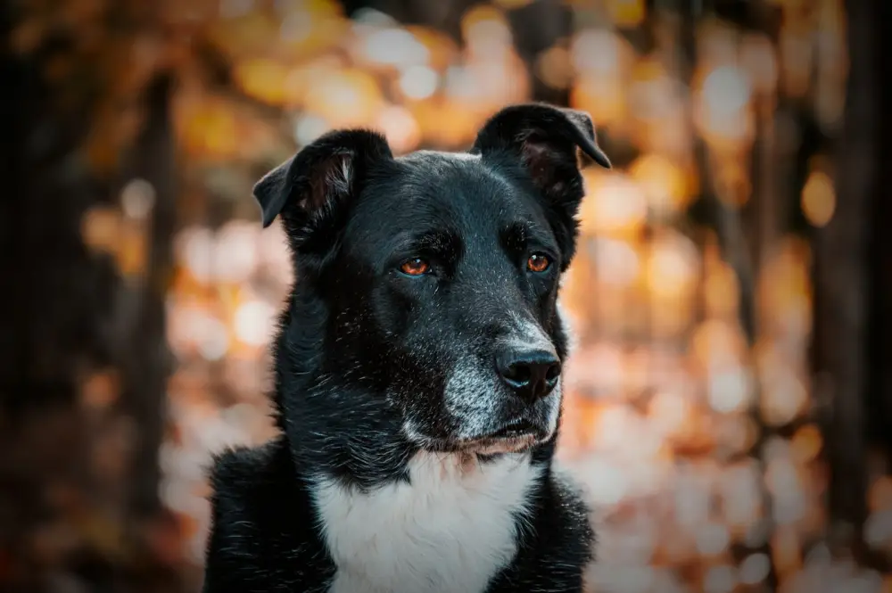 Here's a caption: a black dog with white markings is posing.