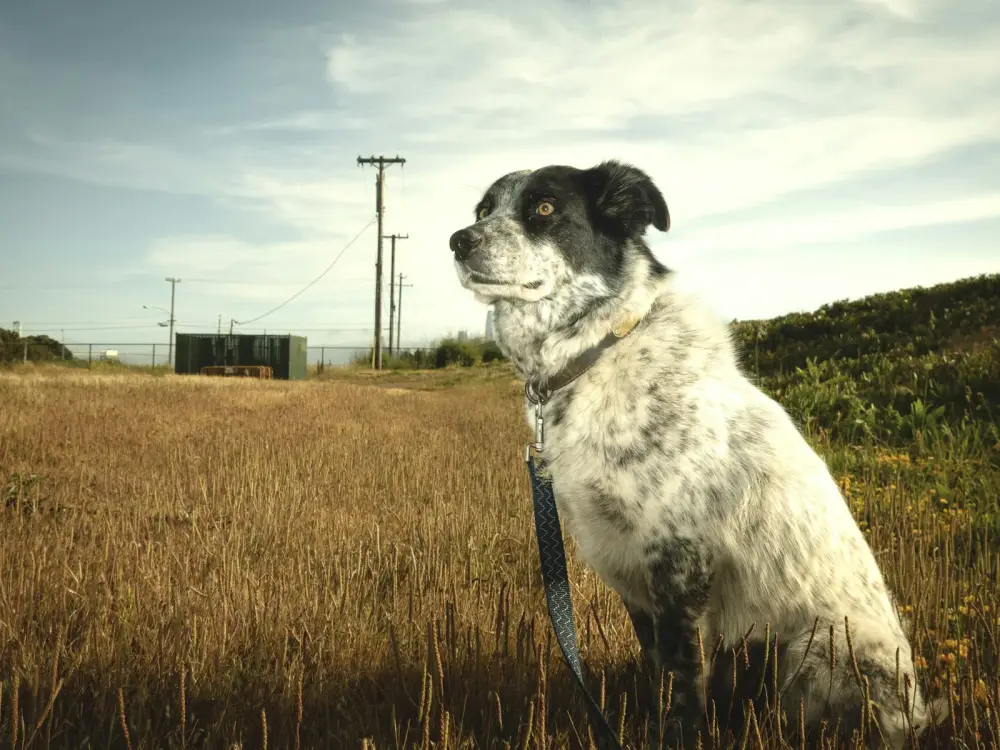 A dog sits in a field with power lines.