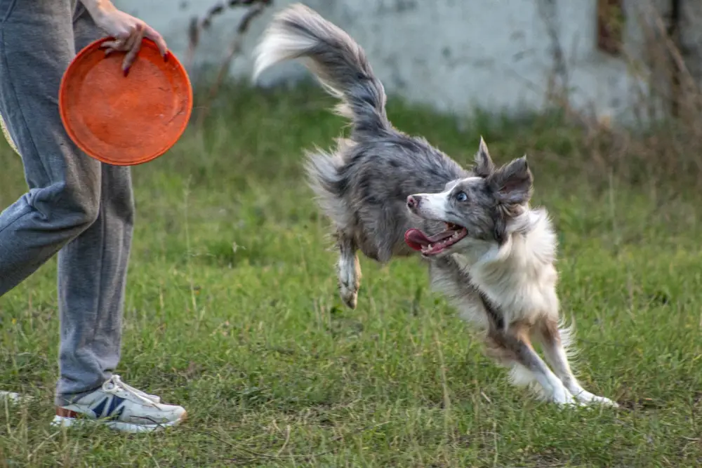 Dog jumping to catch frisbee thrown by person