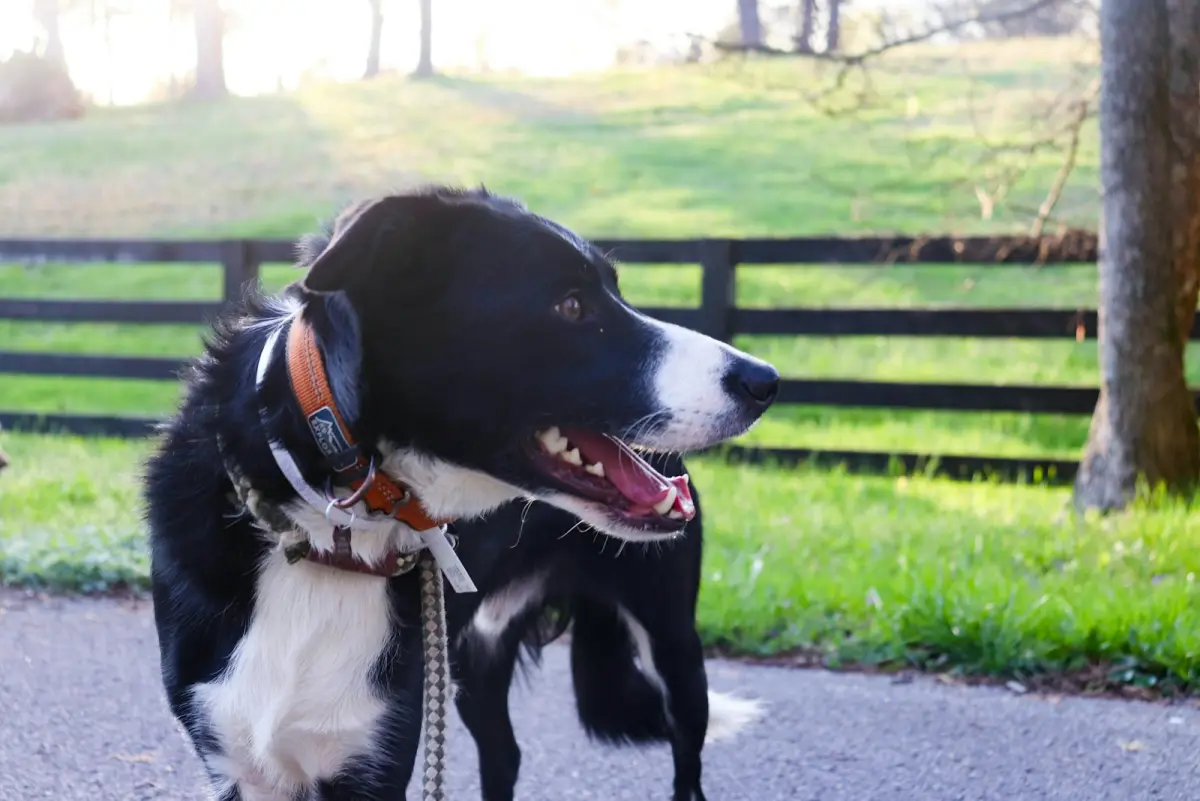 A black and white dog is happily outdoors.