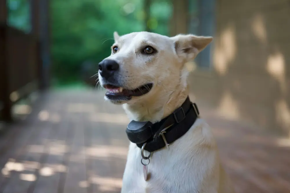 A light-colored dog wearing a black collar.