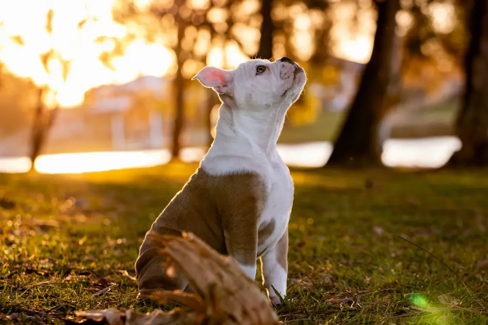 A puppy sits in grass during golden hour.